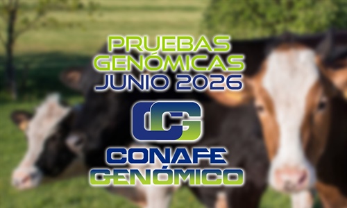 Actualizaci�n de las pruebas gen�micas de Hembras CONAFE junio 2026