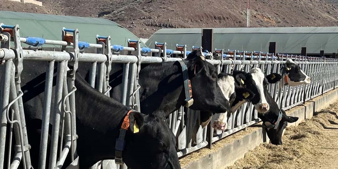Canarias convoca ayudas a la producci�n e industria l�ctea por valor de...