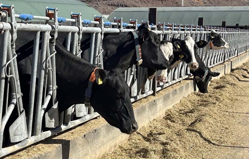 Canarias convoca ayudas a la producci�n e industria l�ctea por valor de...