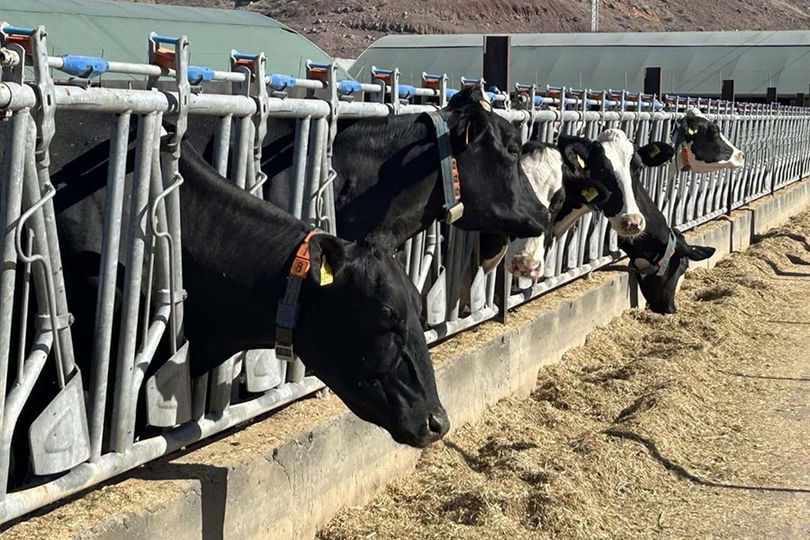 Canarias convoca ayudas a la producci�n e industria l�ctea por valor de...