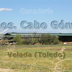 Ganader�a Hnos. Cabo G�mez: el orgullo de continuar el trabajo familiar