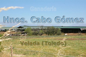 Ganader�a Hnos. Cabo G�mez: el orgullo de continuar el trabajo familiar