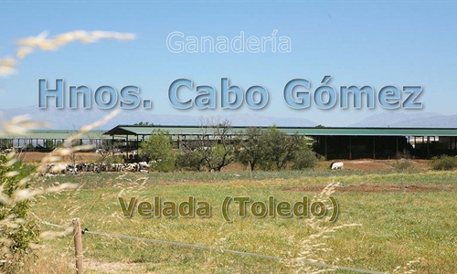 Ganader�a Hnos. Cabo G�mez: el orgullo de continuar el trabajo familiar