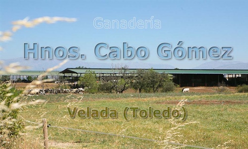 Ganader�a Hnos. Cabo G�mez: el orgullo de continuar el trabajo familiar