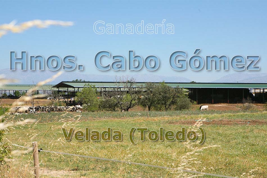 Ganader�a Hnos. Cabo G�mez: el orgullo de continuar el trabajo familiar
