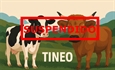 Se suspende el Concurso de Ganado de Tineo 2026 por las medidas frente a la Dermatosis Nodular Contagiosa