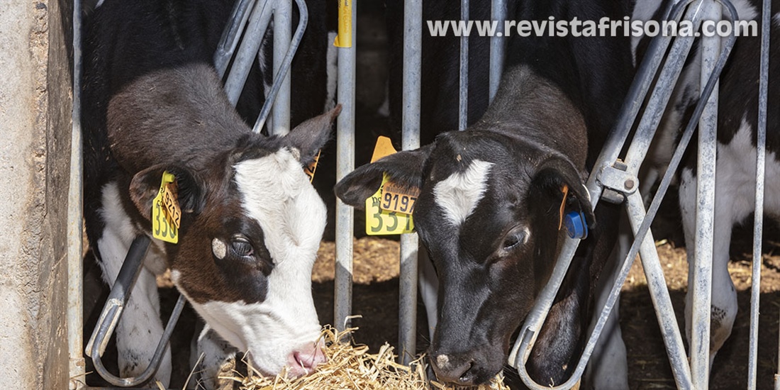 No hay competencia por los alimentos entre el ganado y las personas