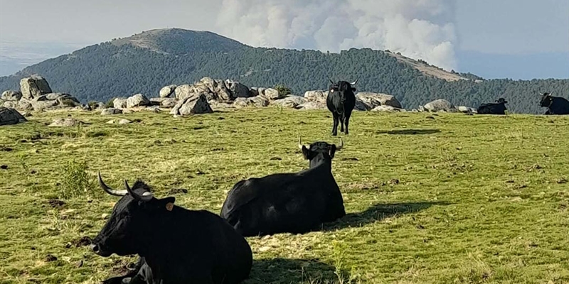 La Audiencia Provincial de Barcelona declara enga�osa la campa�a "Una hamburguesa de carne contamina m�s que tu coche"