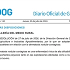 Galicia prorroga un mes m�s las medidas preventivas ante la dermatosis nodular contagiosa para proteger la caba�a bovina gallega