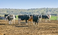Uni�n de Uniones alerta del empeoramiento de la situaci�n econ�mica en el vacuno de leche
