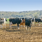 Uni�n de Uniones alerta del empeoramiento de la situaci�n econ�mica en el vacuno de leche