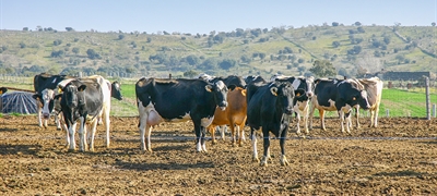 Uni�n de Uniones alerta del empeoramiento de la situaci�n econ�mica en el vacuno de leche