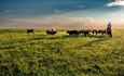 Innovaci�n colaborativa en el sector ganadero rumiante para la nutrici�n humana sostenible y la mejora ambiental