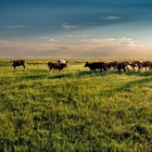 Innovaci�n colaborativa en el sector ganadero rumiante para la nutrici�n humana sostenible y la mejora ambiental