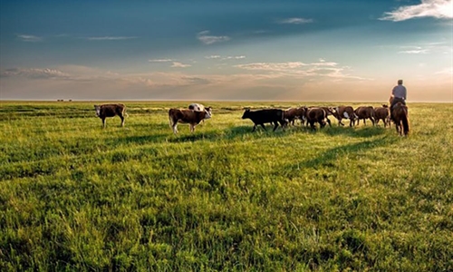 Innovaci�n colaborativa en el sector ganadero rumiante para la...
