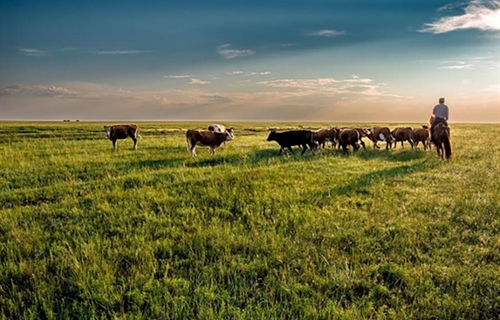 Innovaci�n colaborativa en el sector ganadero rumiante para la...