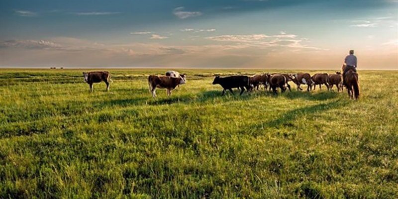 Innovaci�n colaborativa en el sector ganadero rumiante para la nutrici�n humana sostenible y la mejora ambiental