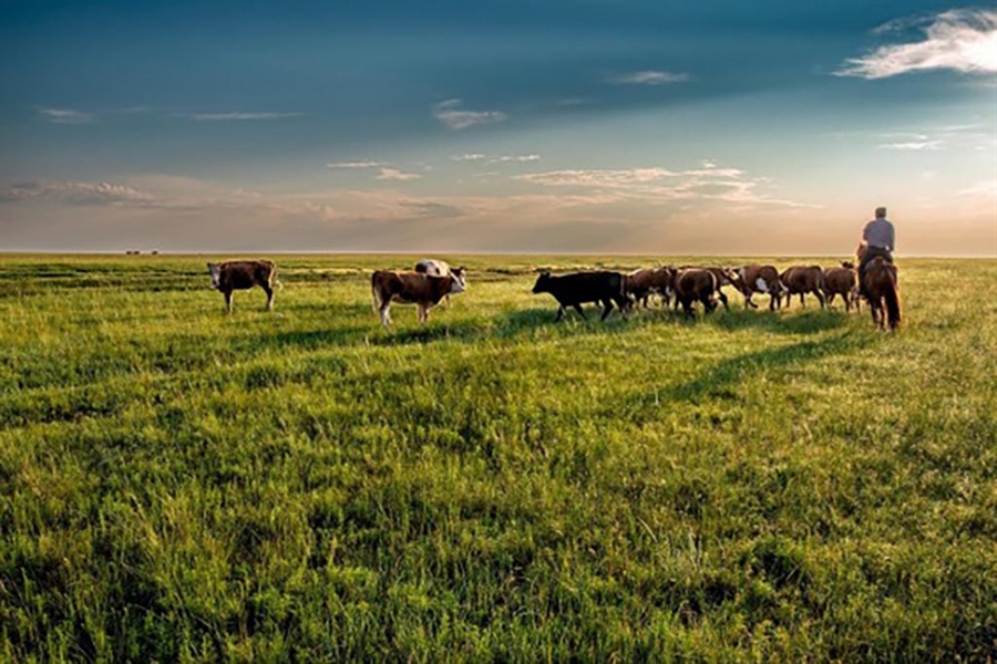 Innovaci�n colaborativa en el sector ganadero rumiante para la...