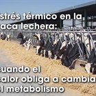 Estr�s t�rmico en la vaca lechera: cuando el calor obliga a cambiar el metabolismo