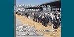 Estr�s t�rmico en la vaca lechera: cuando el calor obliga a cambiar el metabolismo