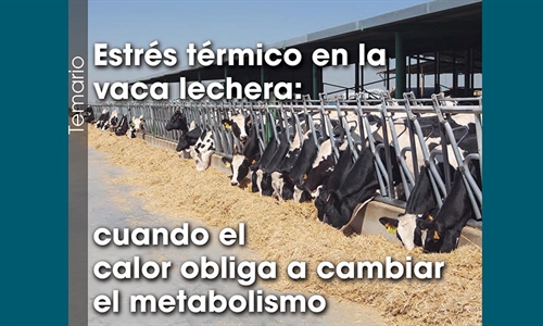 Estr�s t�rmico en la vaca lechera: cuando el calor obliga a cambiar el...