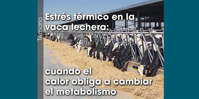 Estr�s t�rmico en la vaca lechera: cuando el calor obliga a cambiar el metabolismo