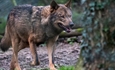 El Gobierno se apoyar� en los cient�ficos y descarta los datos de las comunidades aut�nomas sobre el lobo