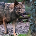 El Gobierno se apoyar� en los cient�ficos y descarta los datos de los gobiernos regionales sobre el lobo