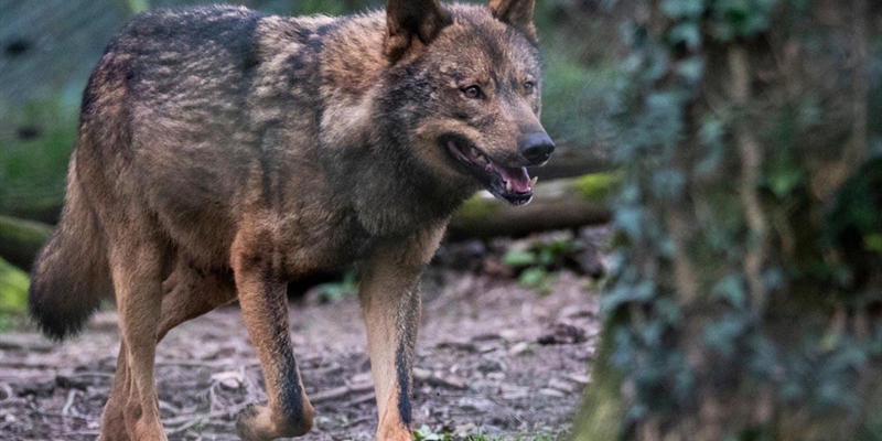 El Gobierno se apoyar� en los cient�ficos y descarta los datos de los gobiernos regionales sobre el lobo