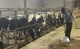 Asturias confirma un foco de lengua azul, con dos casos en una ganader�a bovina de Tineo