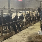 Asturias confirma un foco de lengua azul, con dos casos en una ganader�a bovina de Tineo