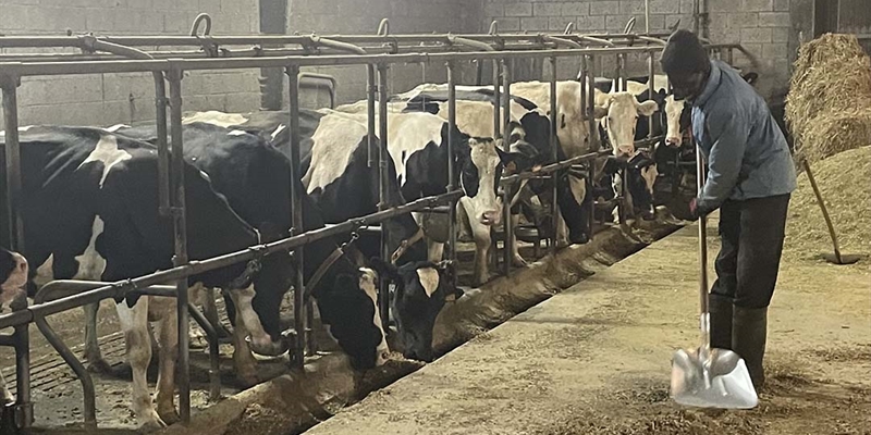 Asturias confirma un foco de lengua azul, con dos casos en una ganader�a bovina de Tineo