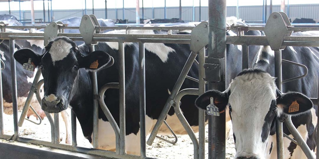 Andaluc�a sospecha que una enfermedad ha disminuido la producci�n de...