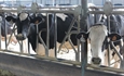 Andaluc�a sospecha que una enfermedad ha disminuido la producci�n de leche en ganader�as de vacuno de C�rdoba