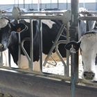 Andaluc�a sospecha que una enfermedad ha disminuido la producci�n de leche en ganader�as de vacuno de C�rdoba