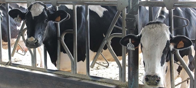 Andaluc�a sospecha que una enfermedad ha disminuido la producci�n de leche en ganader�as de vacuno de C�rdoba