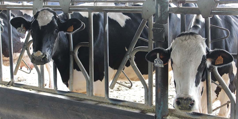 Andaluc�a sospecha que una enfermedad ha disminuido la producci�n de leche en ganader�as de vacuno de C�rdoba
