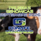 Actualizaci�n de las pruebas gen�micas de Hembras CONAFE septiembre 2026