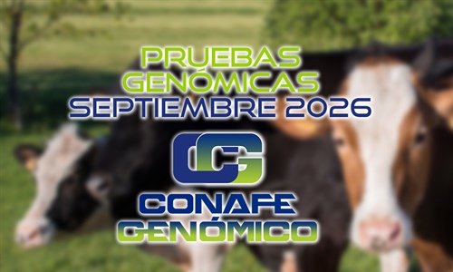 Actualizaci�n de las pruebas gen�micas de Hembras CONAFE septiembre 2026