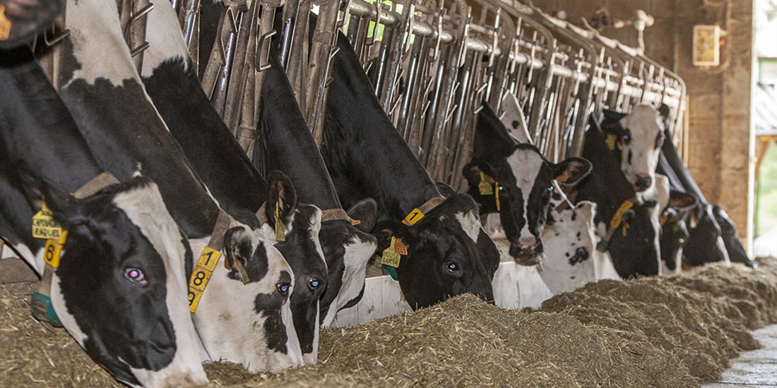 Uni�n de Uniones anima a sus ganaderos de vacuno de leche a forzar una...