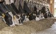 Uni�n de Uniones anima a sus ganaderos de vacuno de leche a forzar una revisi�n al alza en los contratos para cubrir costes
