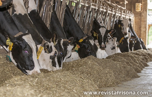 Uni�n de Uniones anima a sus ganaderos de vacuno de leche a forzar una...