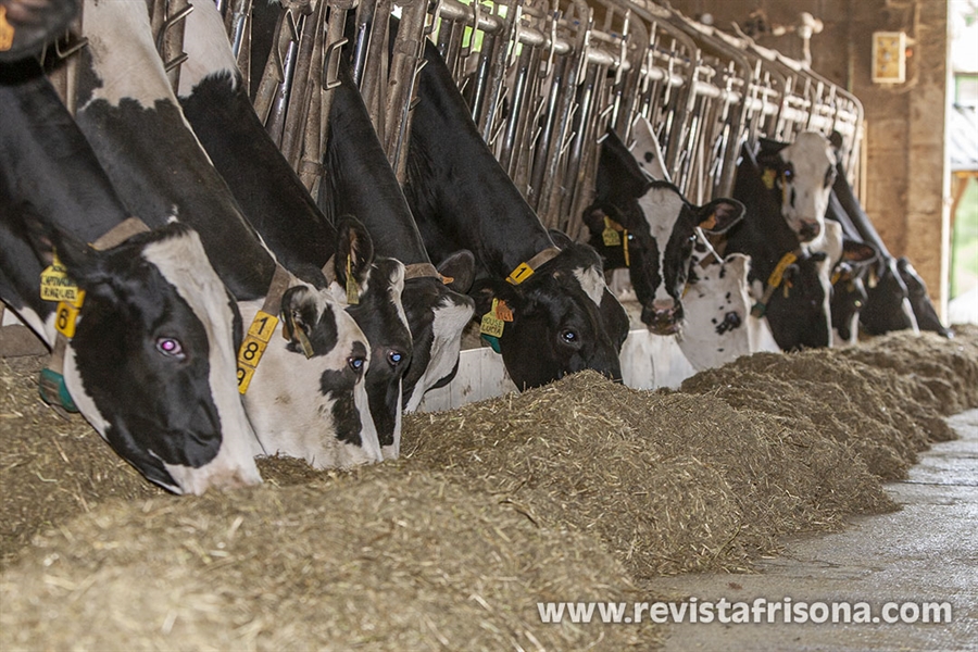 Uni�n de Uniones anima a sus ganaderos de vacuno de leche a forzar una...