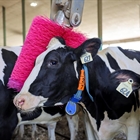 DeLaval Espa�a y Portugal reafirma su compromiso con la lucha contra el c�ncer de mama
