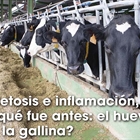 Cetosis e inflamaci�n, �qu� fue antes: el huevo o la gallina?