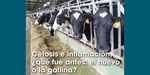 Cetosis e inflamaci�n, �qu� fue antes: el huevo o la gallina?