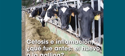 Cetosis e inflamaci�n, �qu� fue antes: el huevo o la gallina?