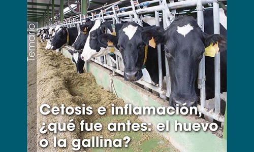 Cetosis e inflamaci�n, �qu� fue antes: el huevo o la gallina?