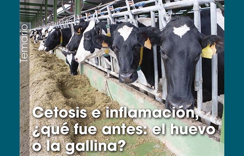 Cetosis e inflamaci�n, �qu� fue antes: el huevo o la gallina?