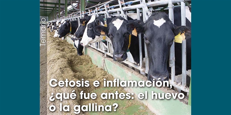 Cetosis e inflamaci�n, �qu� fue antes: el huevo o la gallina?